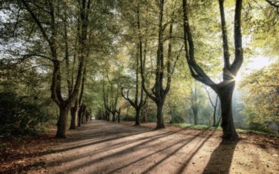 La récré des Maths 42: 4 arbres dans un parc